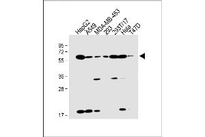 SLC47A1 anticorps  (C-Term)