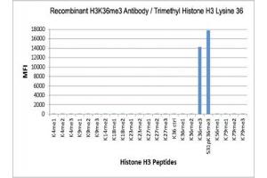 The recombinant H3K36me3 antibody specifically reacts to Histone H3 trimethylated at Lysine 36 (K36me3). (Recombinant Histone 3 anticorps  (3meLys36))
