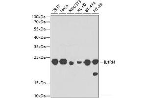 Western blot analysis of extracts of various cell lines using IL1RN Polyclonal Antibody at dilution of 1:1000. (IL1RN anticorps)