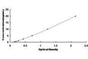 ELISA image for Sodium Channel, Nonvoltage-Gated 1, gamma (SCNN1G) ELISA Kit (ABIN419025)