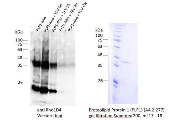 PLP1 Protein (AA 2-277)
