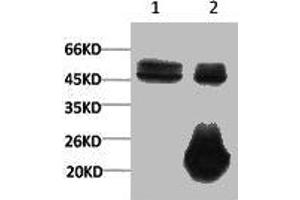 1) Input: Hela Cell Lysate 2) IP product: IP dilute 1:200 (XRCC4 anticorps)