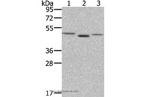 Western blot analysis of NIH/3T3 cell and human placenta tissue, lovo cell, using FGFRL1 Polyclonal Antibody at dilution of 1:400 (FGFRL1 anticorps)