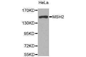 Western blot analysis of extracts of various cell lines, using MSH2 antibody.