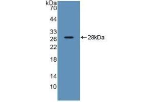 Detection of Recombinant SDF2, Human using Polyclonal Antibody to Stromal Cell Derived Factor 2 (SDF2)