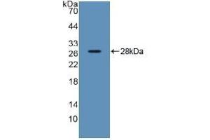 Detection of Recombinant SDF2, Human using Polyclonal Antibody to Stromal Cell Derived Factor 2 (SDF2) (SDF2 anticorps  (AA 19-211))