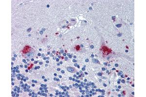 Anti-C14orf1 antibody IHC of human brain, cerebellum. (C14orf1 anticorps  (Internal Region))