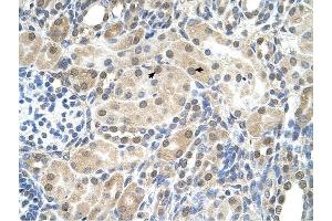 SLC9A9 antibody was used for immunohistochemistry at a concentration of 4-8 ug/ml to stain Epithelial cells of renal tubule (arrows) in Human Kidney. (SLC9A9 anticorps)