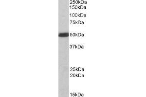 Western Blotting (WB) image for C-Src tyrosine Kinase (CSK) peptide (ABIN369047) (C-Src tyrosine Kinase (CSK) Peptide)