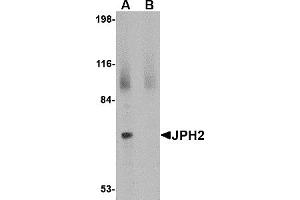 Western Blotting (WB) image for anti-Junctophilin 2 (JPH2) (C-Term) antibody (ABIN1030459) (Junctophilin 2 anticorps  (C-Term))