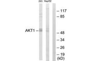 Western blot analysis of extracts from 293 cells/HepG2 cells, using Akt Antibody. (AKT1 anticorps  (AA 11-60))