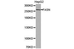 Western Blotting (WB) image for anti-Fatty Acid Synthase (FASN) antibody (ABIN1872662) (Fatty Acid Synthase anticorps)