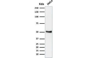 Western Blot Analysis of human HeLa cell lysate using p53 Mouse Monoclonal Antibody (BP53-12).