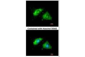 ICC/IF Image Immunofluorescence analysis of methanol-fixed HeLa, using Calnexin, antibody at 1:200 dilution. (Calnexin anticorps  (Internal Region))