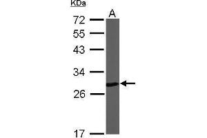 WB Image Sample (50 ug of whole cell lysate) A: Mouse brain 12% SDS PAGE antibody diluted at 1:1000