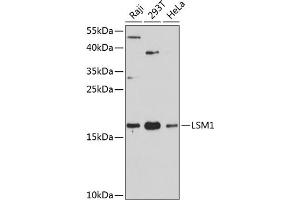 Western blot analysis of extracts of various cell lines, using LSM1 antibody (ABIN6131868, ABIN6143353, ABIN6143354 and ABIN6216476) at 1:3000 dilution. (LSM1 anticorps  (AA 1-133))