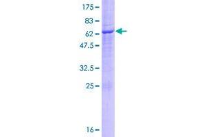 Image no. 1 for UBX Domain Protein 8 (UBXN8) (AA 1-270) protein (GST tag) (ABIN1324505)
