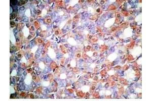 Rat stomach tissue was stained by Rabbit Anti-Orexin A (16-33) (H) Antibody (Orexin A anticorps  (amidated))