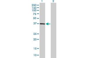 Western Blot analysis of DPH5 expression in transfected 293T cell line by DPH5 MaxPab polyclonal antibody. (DPH5 anticorps  (AA 1-285))