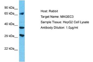 Host: Rabbit Target Name: MAGEC3 Sample Type: HepG2 Whole Cell lysates Antibody Dilution: 1. (MAGEC3 anticorps  (C-Term))