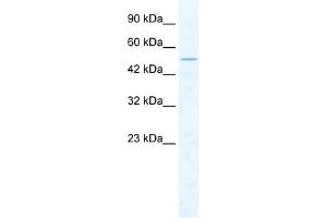 CHD1L antibody used at 2. (CHD1L anticorps  (Middle Region))