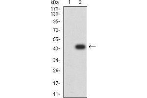 Western blot analysis using RBFOX3 mAb against HEK293 (1) and RBFOX3 (AA: 1-140)-hIgGFc transfected HEK293 (2) cell lysate. (NeuN anticorps  (AA 1-140))