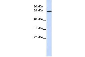 Western Blotting (WB) image for anti-ADAM Metallopeptidase Domain 9 (ADAM9) antibody (ABIN2459015) (ADAM9 anticorps)