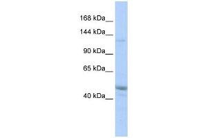 KIAA0319L antibody used at 1 ug/ml to detect target protein.