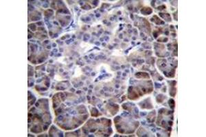 Immunohistochemistry analysis in human pancreas tissue (Formalin-fixed, Paraffin-embedded) using MYBPHL Antibody (N-term), followed by peroxidase conjugated secondary antibody and DAB staining. (MYBPHL anticorps  (N-Term))