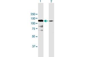 Western Blot analysis of SNX19 expression in transfected 293T cell line by SNX19 MaxPab polyclonal antibody. (SNX19 anticorps  (AA 1-803))