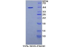 SDS-PAGE analysis of Mouse Nesfatin 1 Protein. (NUCB2 Protéine)