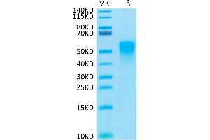 Cynomolgus TNFR2 on Tris-Bis PAGE under reduced condition.