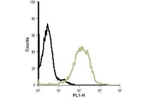 Cell surface detection of Bestrophin-1 in live intact Jurkat (human T cell leukemia) cell line: (black line) Control cells + goat-anti-rabbit-FITC.