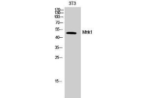 Western Blotting (WB) image for anti-MAP Kinase Interacting serine/threonine Kinase 1 (MKNK1) (Tyr368) antibody (ABIN3185605) (MKNK1 anticorps  (Tyr368))