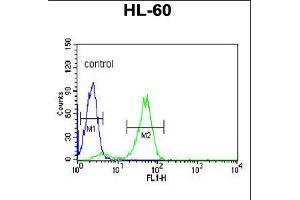 Flow cytometric analysis of HL-60 cells (right histogram) compared to a negative control cell (left histogram). (POLG2 anticorps  (C-Term))