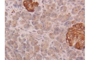 IHC-P analysis of Human Pancreas Tissue, with DAB staining. (CUZD1 anticorps  (AA 218-479))