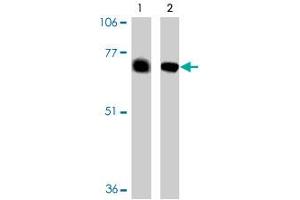 Western blot analysis of BACE2 expression in human (lane 1) and mouse (lane 2) heart tissue in BACE2 polyclonal antibody. (BACE2 anticorps  (AA 44-59))