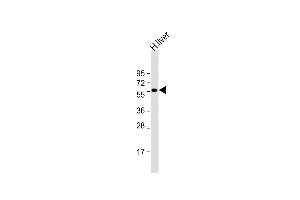 Anti-SLC30A10 Antibody (C-term) at 1:2000 dilution + human liver lysate Lysates/proteins at 20 μg per lane.