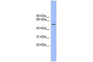 WB Suggested Anti-ZBTB8 Antibody Titration:  0. (ZBTB8A anticorps  (C-Term))