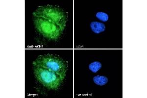 (ABIN185357) Immunofluorescence analysis of paraformaldehyde fixed U2OS cells, permeabilized with 0.