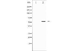 Western blot analysis of Smad3 expression in 293 whole cell lysates,The lane on the left is treated with the antigen-specific peptide.