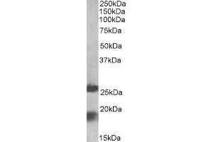 ABIN571250 (2µg/ml) staining of Human Frontal Cortex lysate (35µg protein in RIPA buffer).