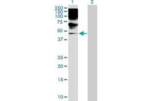 Western Blot analysis of RRAGB expression in transfected 293T cell line by RRAGB MaxPab polyclonal antibody. (RRAGB anticorps  (AA 1-374))