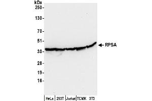 Western Blotting (WB) image for anti-Ribosomal Protein SA (RPSA) (AA 245-295) antibody (ABIN7450693)