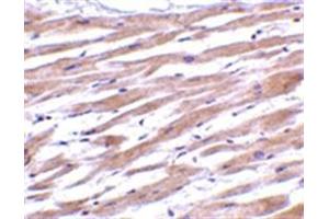 Image no. 1 for anti-Uracil-DNA Glycosylase (UNG) (N-Term) antibody (ABIN318787) (UNG anticorps  (N-Term))