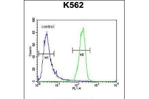 Flow cytometric analysis of K562 cells (right histogram) compared to a negative control cell (left histogram).