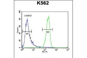 Flow cytometric analysis of K562 cells (right histogram) compared to a negative control cell (left histogram). (ATP8A2 anticorps  (N-Term))