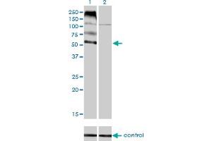 Western blot analysis of FLVCR over-expressed 293 cell line, cotransfected with FLVCR Validated Chimera RNAi (Lane 2) or non-transfected control (Lane 1). (FLVCR anticorps  (AA 1-83))