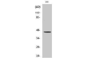 Western Blotting (WB) image for anti-Opioid Receptor, mu 1 (OPRM1) (Thr187) antibody (ABIN3176067) (Mu Opioid Receptor 1 anticorps  (Thr187))