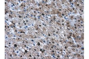 Immunohistochemical staining of paraffin-embedded pancreas tissue using anti-HDAC10mouse monoclonal antibody. (HDAC10 anticorps)
